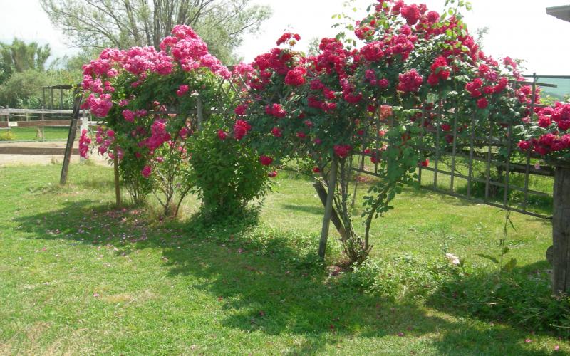 Farmhouse Ameglia, green spaces to play